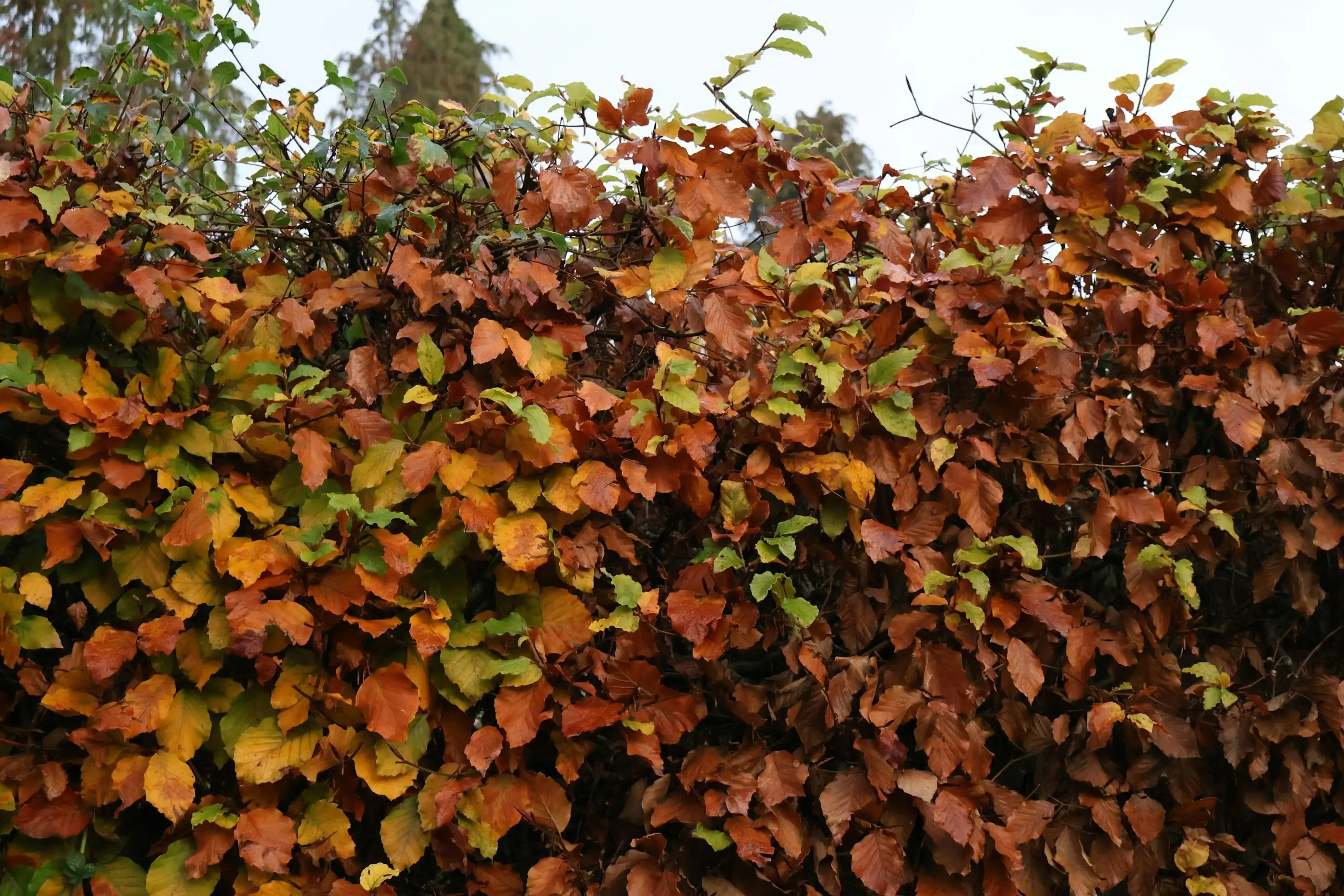 Après, photo illustrative, le feuillage d’automne d’une haie caduque taillée, comme une charmille.