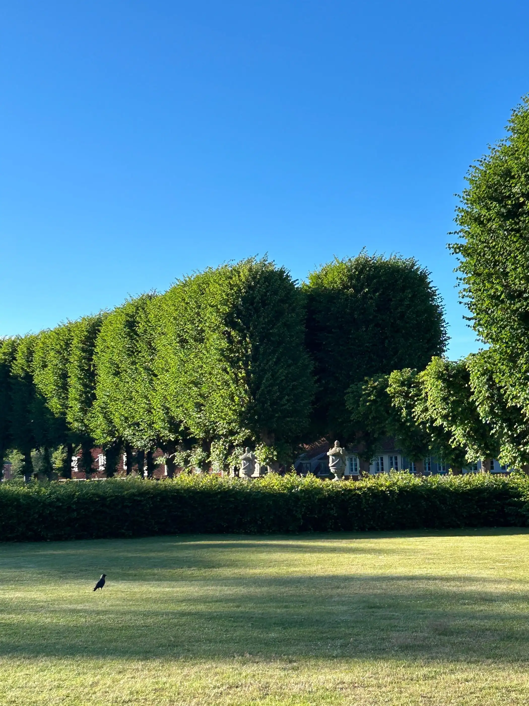 Charmille taillée en hauts volumes réguliers au-dessus d’une pelouse, sous un ciel bleu.
