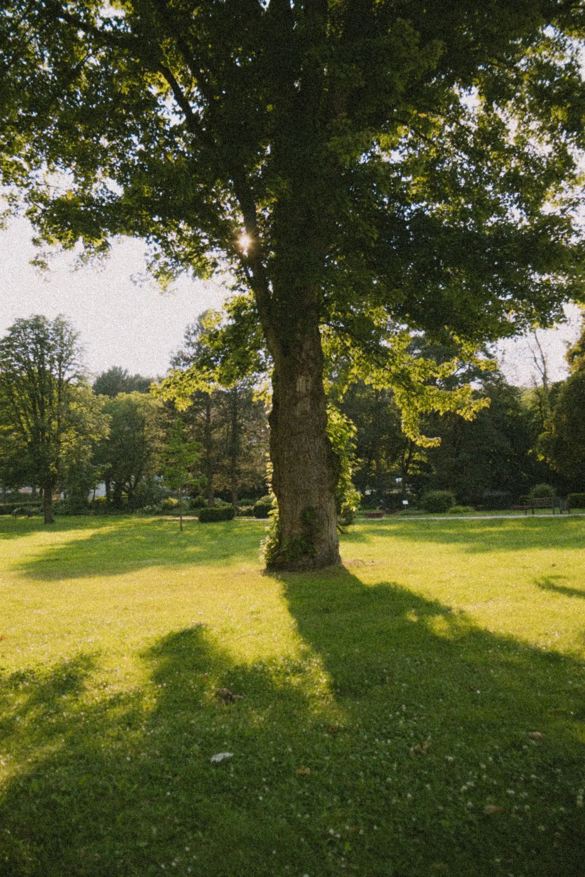 Grand arbre isolé sur une pelouse, éclairé par le soleil rasant du soir.