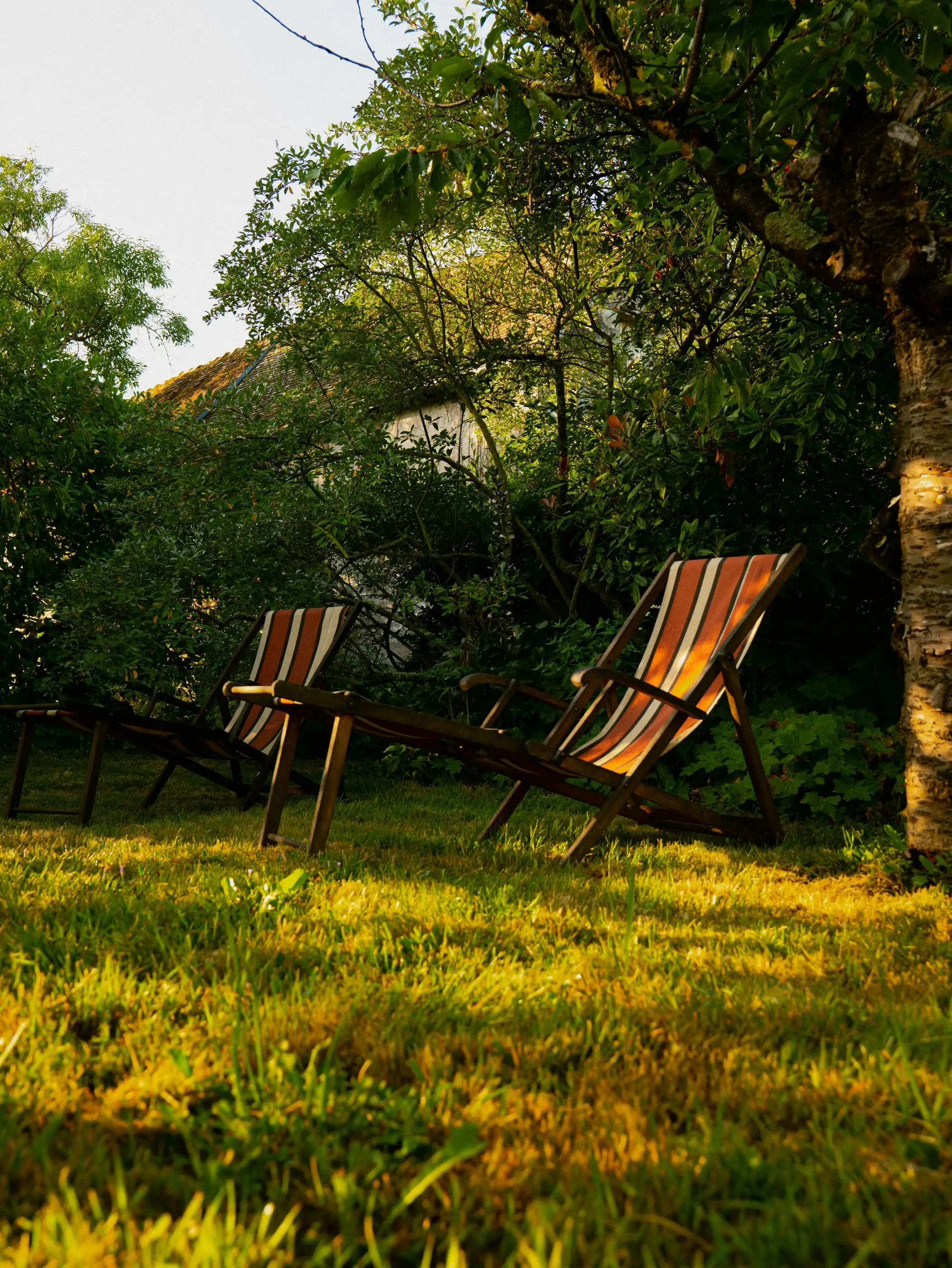 Chaises longues sur la pelouse dans la lumière dorée du soir.
