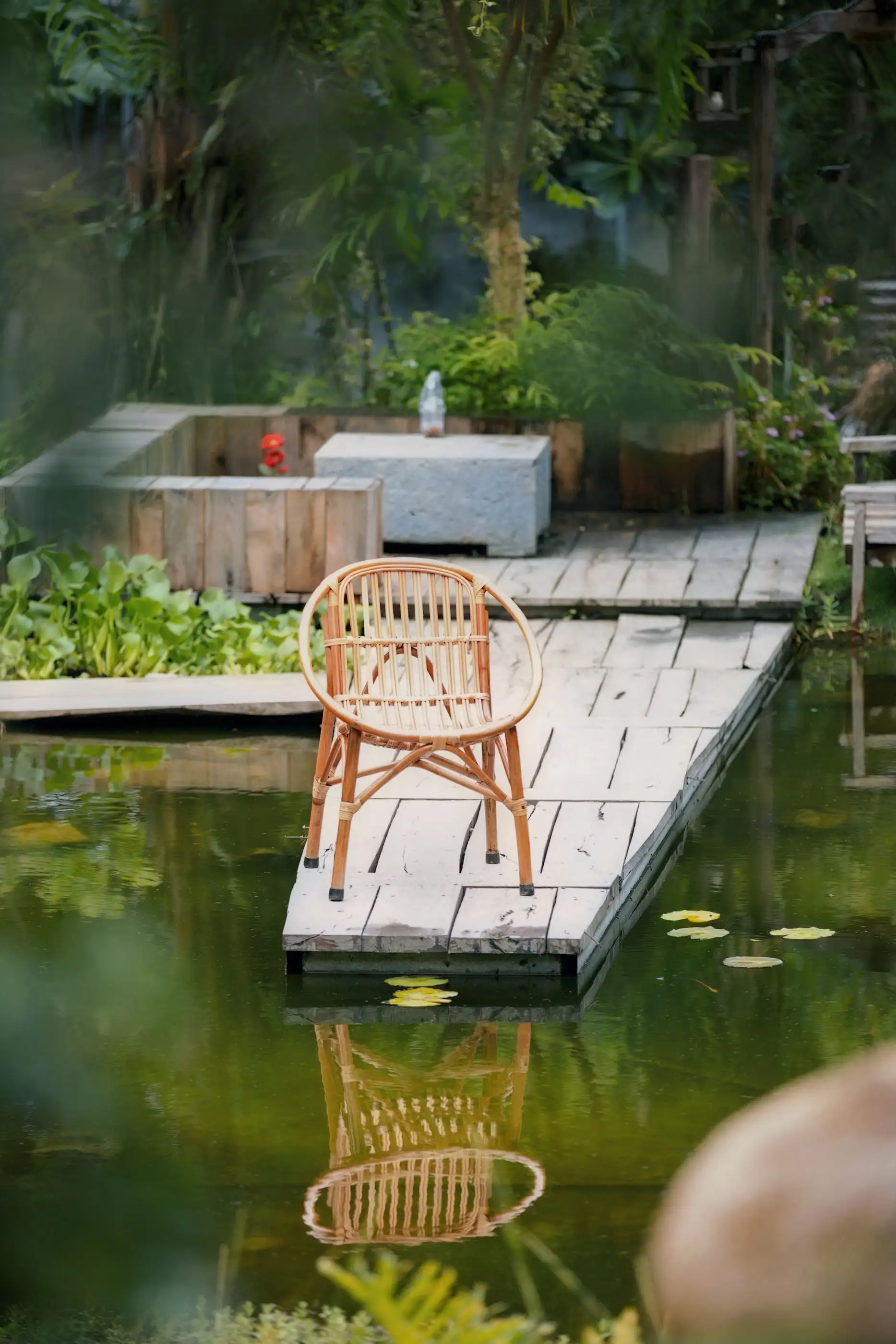 Ponton en bois sur une piscine naturelle à l’eau verte, avec une chaise en rotin.