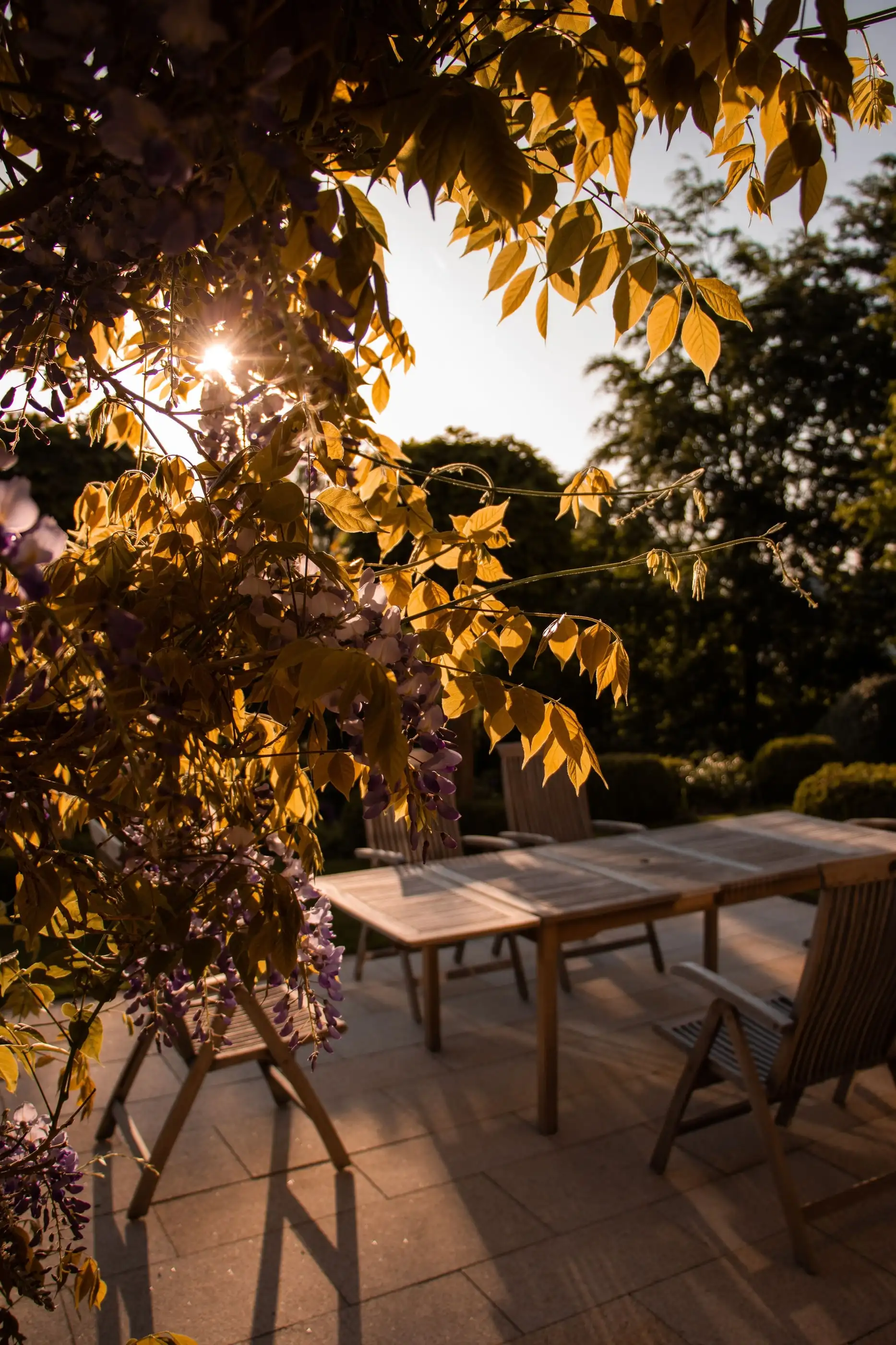 Table en bois sur la terrasse dallée, sous une glycine, au coucher du soleil.