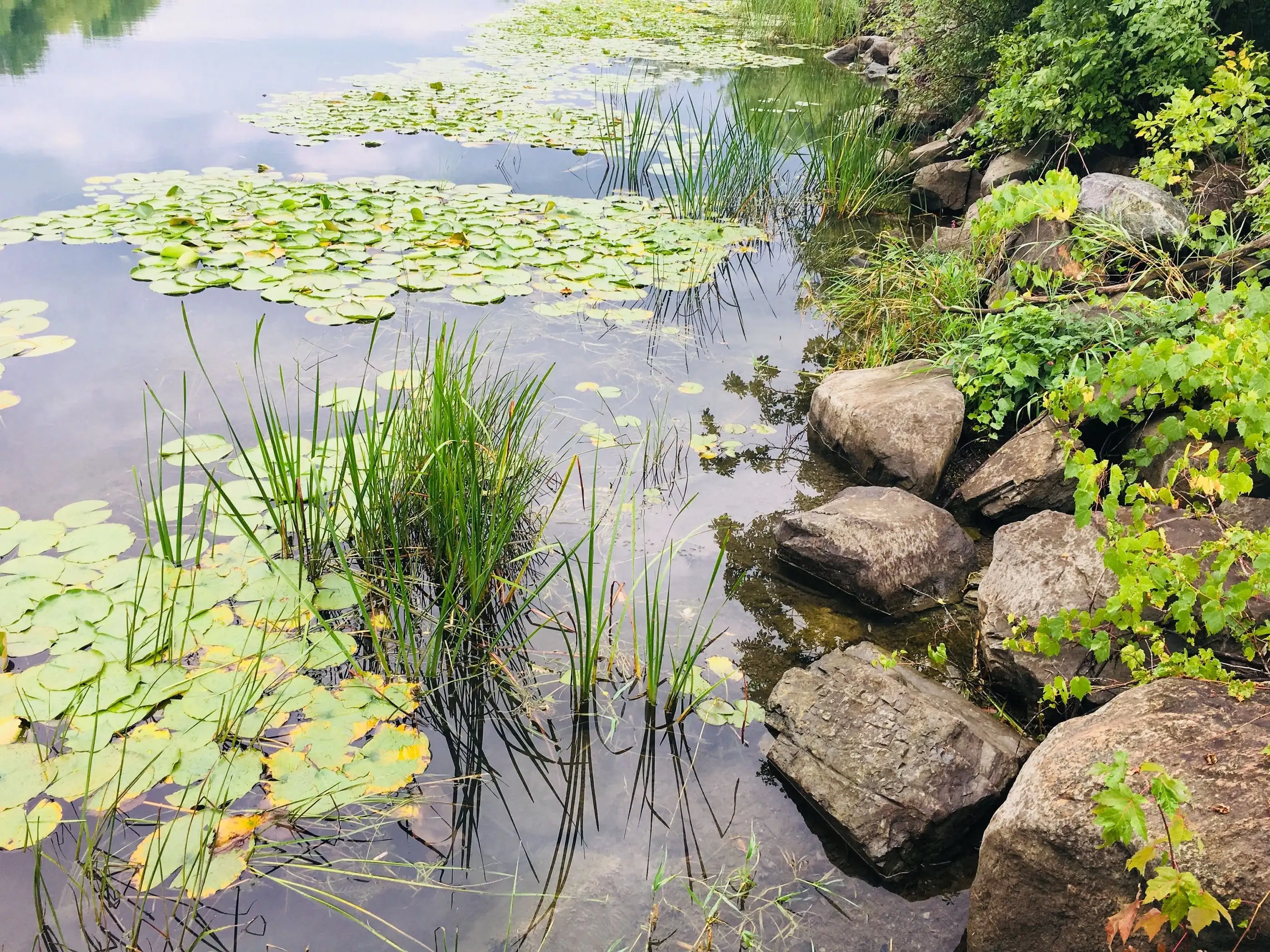 Zone de régénération d’un bassin : nénuphars, joncs et rochers au bord de l’eau.